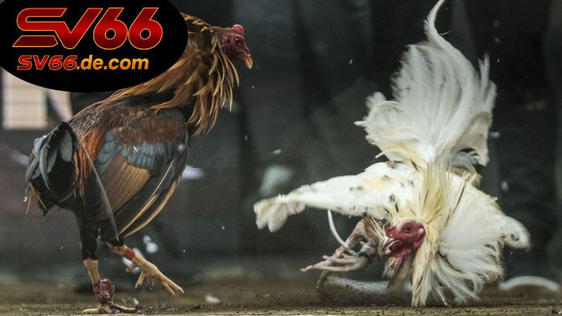 Đá Gà Online An Toàn SV66 – Chơi Mượt, Bảo Mật Tuyệt Đối, Kèo Chuẩn 6 Cách chơi đá gà online an toàn SV66