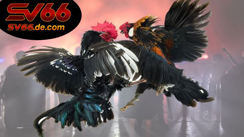 Đá Gà Trực Tuyến SV66 – Xem Mãn Nhãn, Cá Cược Đã Tay 7 Lý do nên chơi đá gà trực tuyến SV66?