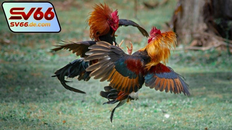 Hướng dẫn xem đá trực tiếp gà Thomo SV66