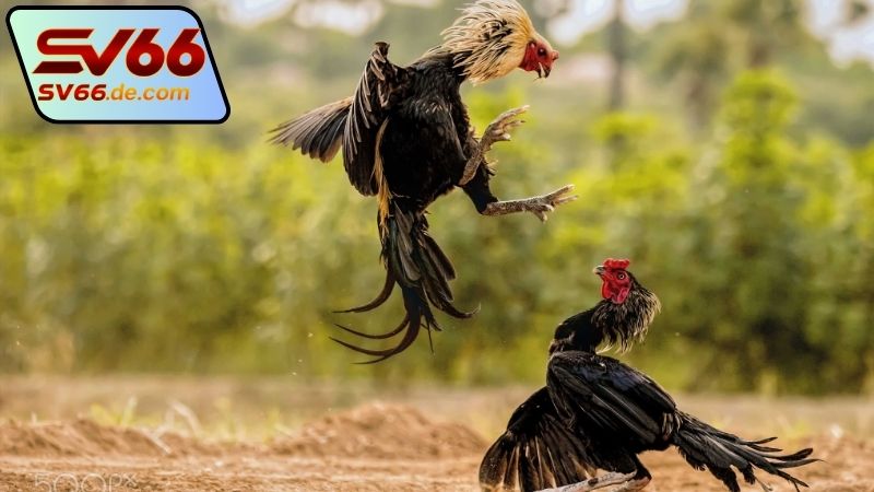 Bí quyết theo dõi đá trực tiếp gà Thomo SV66 hiệu quả