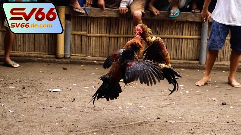 Ưu điểm khi xem đá trực tiếp gà Thomo SV66