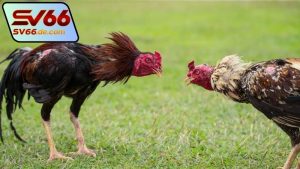 da-truc-tiep-ga-thomo-sv66