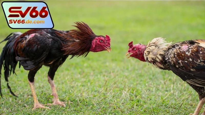 da-truc-tiep-ga-thomo-sv66