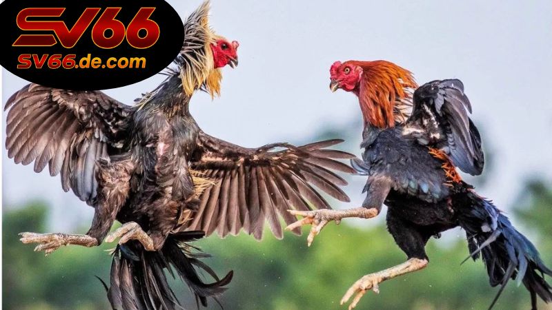 nhung-tran-da-ga-hay-nhat-sv66